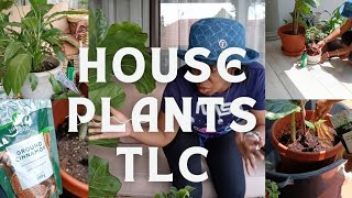 Do this to your plants they will love you for ever | House Plants