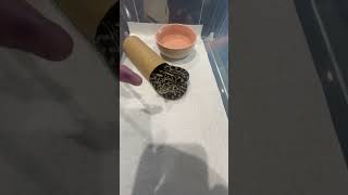 Famous Feeding baby carpet python. Net Worth