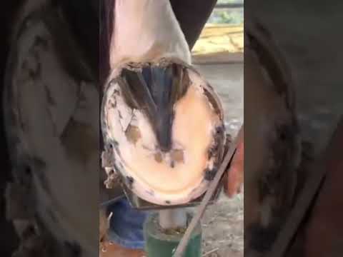 асмр чистка копыт.          #асмрчисткакопыт.          #~creativity~