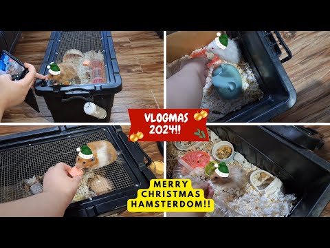 HAMSTERMAS '24 DAY 24-25: Vlogmas Finale and Thank You!