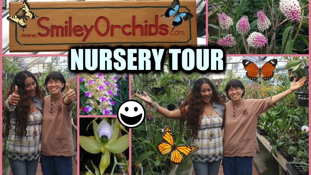 Smiley S Orchid Nursery Hunting Adventure Tour You Smiley S Orchid Nursery Hunting