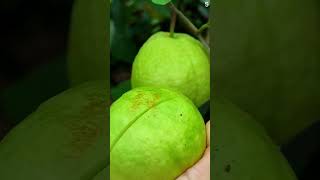 Download Lagu Pisau tajam untuk membelah buah jambu biji dengan mudah #shorts MP3 Download Lagu Pisau tajam untuk membelah buah jambu biji dengan mudah #shorts MP3