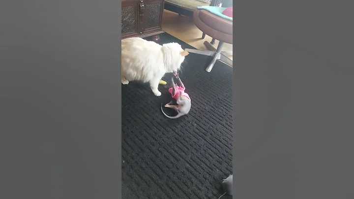 Video 11700441: sphynx cat playing, sphynx cat cute