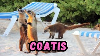 Cooldown with this compilation of COATIS by Cooldown Compilation 437 views 4 months ago 4 minutes, 22 seconds