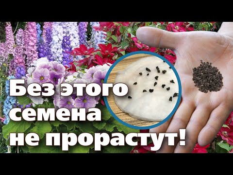 Видео: Как отглеждате Arbutus от семена?