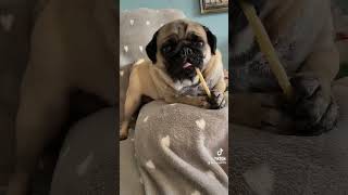 Принцессы не сдаются #мопсырулят #pug