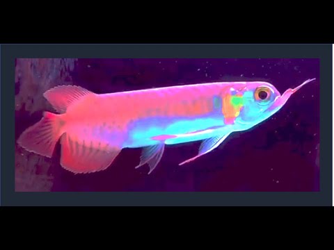 Best Top 10 Most Special Arowana Fish Super Rare Arowana 