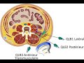 Anatomie carr des lombes   qlb  lanesthsie locorgionale alr priphrique