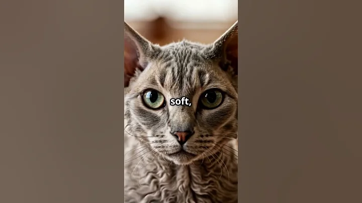 Watch the video about German Rex Cat❤️Soft, wavy coat and friendly, active nature