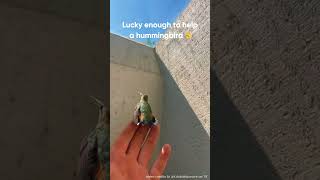 Download Lagu Lucky enough to help a hummingbird MP3 Download Lagu Lucky enough to help a hummingbird MP3