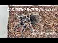 Как правильно называть альбу Brachypelma albopilosum, Tliltocatl albopilosum, Tliltocatl albopilosus