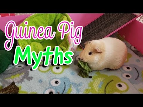 9 Myths About Guinea Pigs