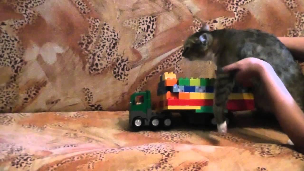 Прокатить кота в машине