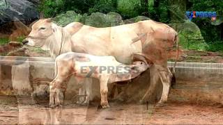 Country Cows farming in Mixed Agriculture by Y. Narayana Rao - Express TV