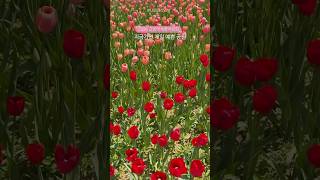 요즘가면 제일 예쁜 공원🌷