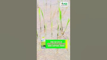 "Sạch cỏ luôn, bảo đảm!" #shorts