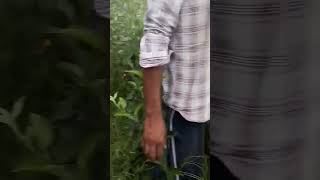 Pear Plants 🍐🍐🍐 Hot Climate Pear