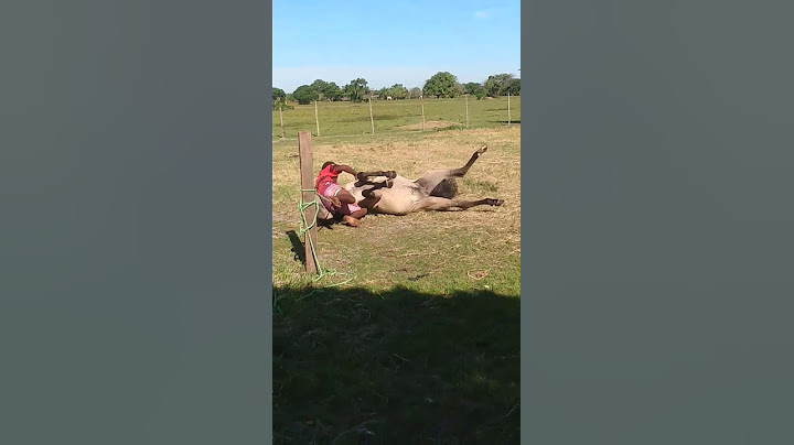 O melhor domador de cavalo do mundokkkk badeco do coco vídeo original gravado por mim