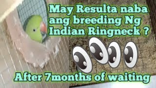 AFTER 7 MONTHS OF WAITING | INDIAN RINGNECK BREEDING UPDATE | Kiah Diwa