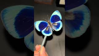 Download Lagu Red-axillary Star Skipper#The charm of nature#Butterfly specimen#Butterfly decorative MP3