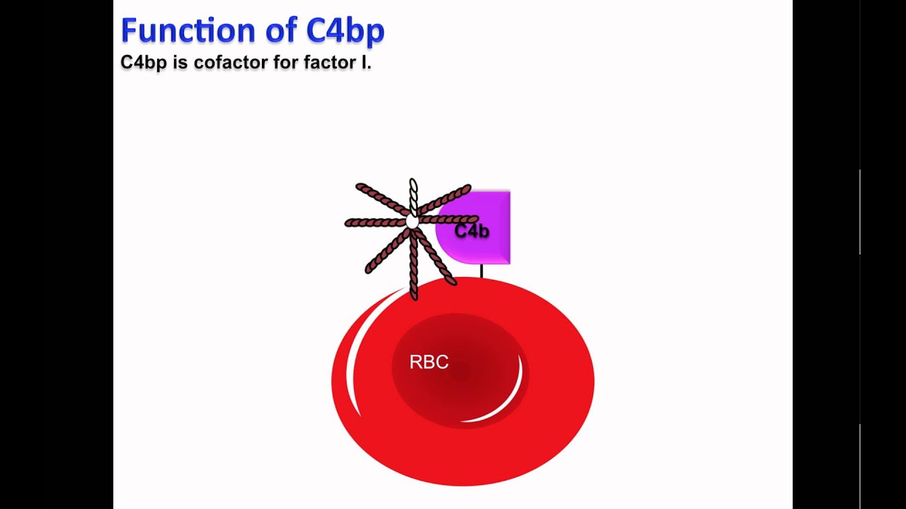 C4bp