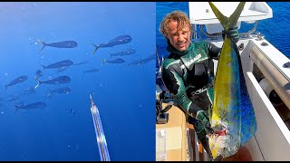 Big Mahi Mahi off Rottnest Island