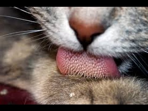 וִידֵאוֹ: דלקת ריאות (שאיפה) אצל חתולים