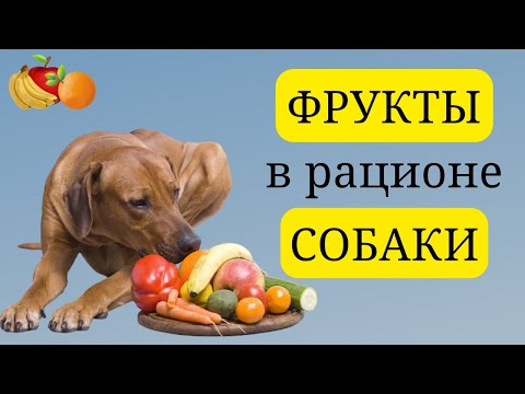 Фрукты в рационе собаки. Какие фрукты можно давать собаке?