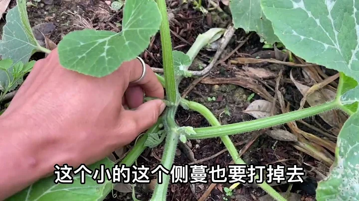 南瓜苗要结5、6个南瓜，剪枝很重要，方法简单，大家看看 - 天天要闻