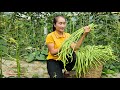 Harvesting long beans garden goes to the market sell  cooking  ly thi tam