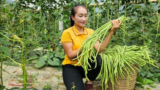 Harvesting long beans garden goes to the market sell  Cooking | Ly Thi Tam