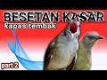 Suara Masteran Kapas Tembak Suara Masteran Burung Tembakan Kasar Mp3 - Mp4 Download