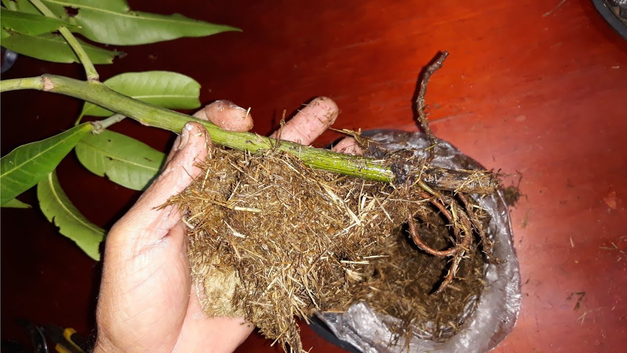 GRAMA NO ENRAIZAMENTO DE ESTACA DE MANGA!!!!