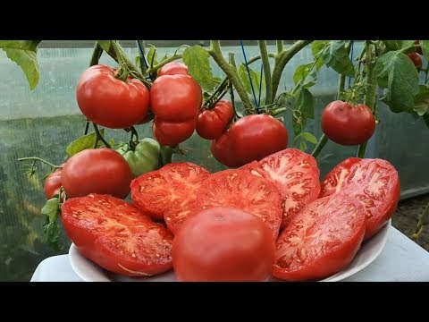 ТОМАТ МАЛИНОВКА. СТАРИННЫЙ, СОРТОВОЙ, ВЫСОКОУРОЖАЙНЫЙ.