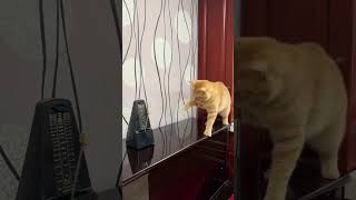 reflek 100% #cat #shortvideo #shorts