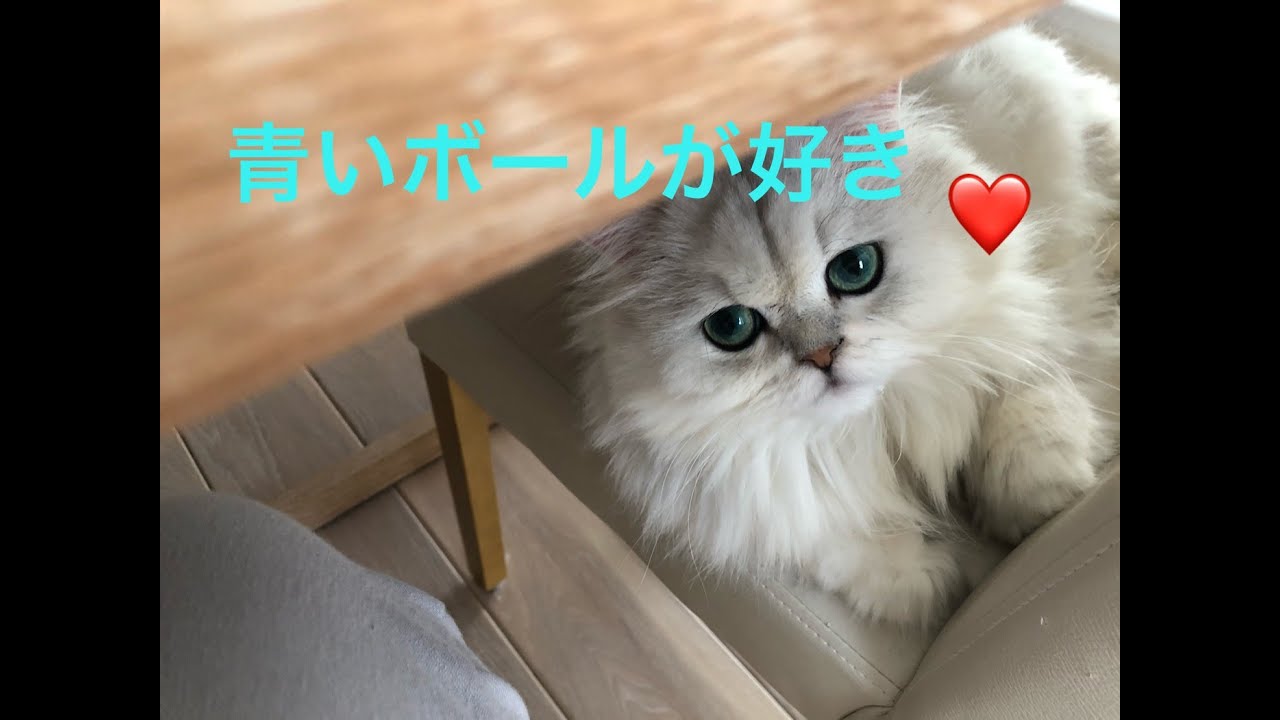 もふもふふわふわペルシャ猫 Kurumi Miruku ボール遊びに夢中 Youtube