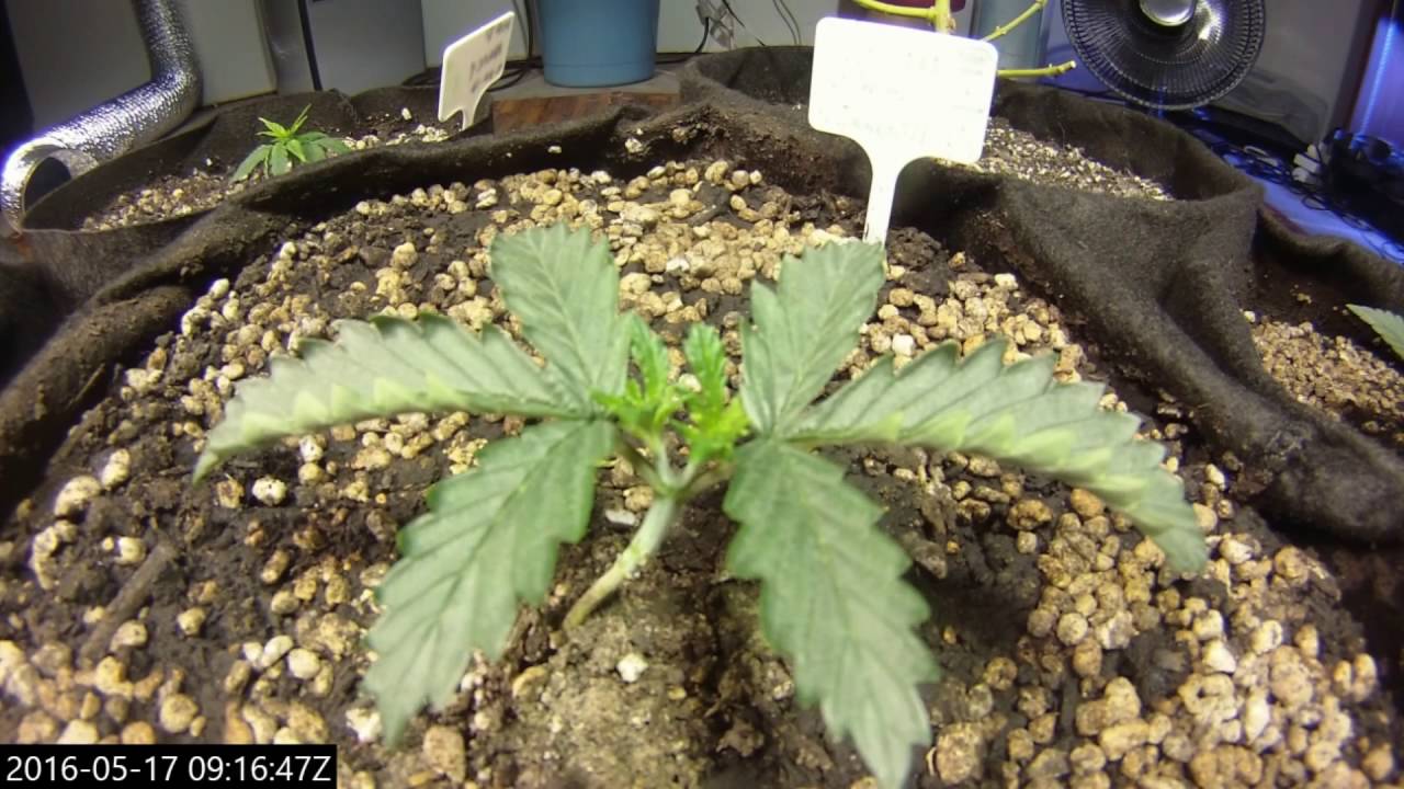 Fluxing CKS Crown Royale Time lapse