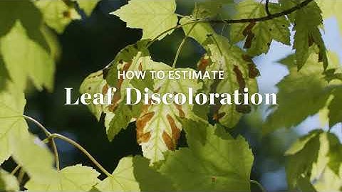 Healthy Trees Healthy Cities Training Video Series: Leaf Discoloration