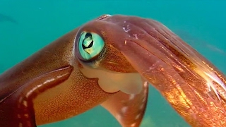 Colour Changing Squid Mating Ritual | Blue Planet | BBC Earth