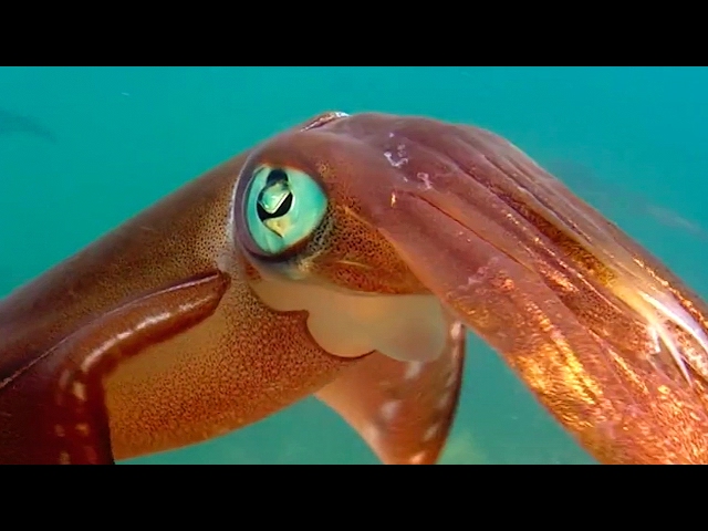 Colour Changing Squid Mating Ritual | Blue Planet | BBC Earth class=
