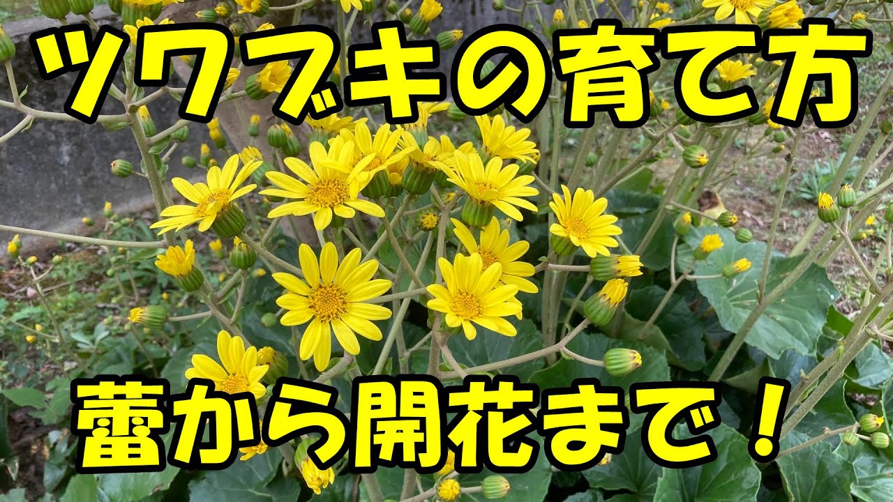 ツワブキの育て方 How To Grow Farfugium Japonicum Youtube