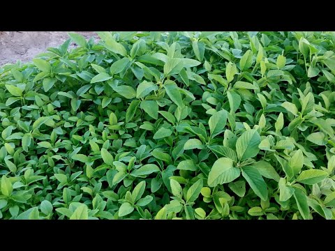 Video: Kuvuna Cauliflower - Jinsi na Wakati wa Kuvuna Cauliflower