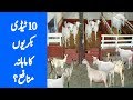 Tady Goat | Taddy Goat Farming | Tady Goat Farming in Pakistan | low cost big profit business