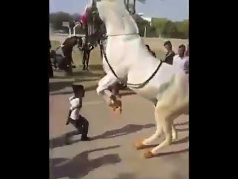 رقص الخيل العربي مع الطفل افضل مقطع