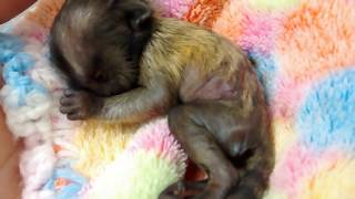 Newborn Baby Marmoset Monkey 1 Day Old, Mono Marmoset Recien Nacido, Bebe