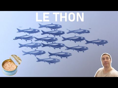 Vidéo: Le thon rouge peut-il être élevé ?