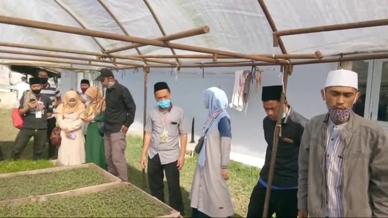 Cara Budidaya Tomat Kelompok Tani Tauhid Lembang 