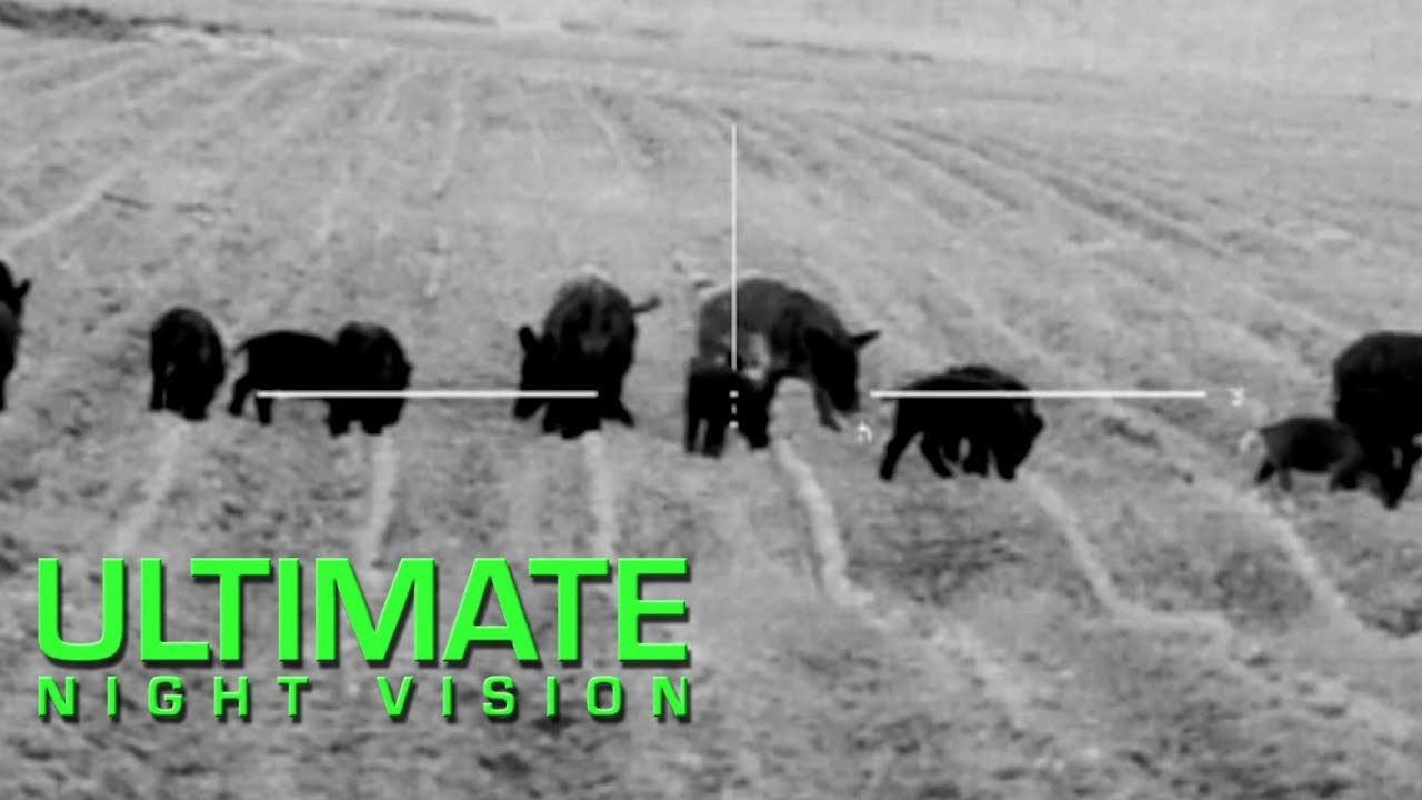hunting wild boar in michigan Thermal Hog Hunting with Lunkers TV