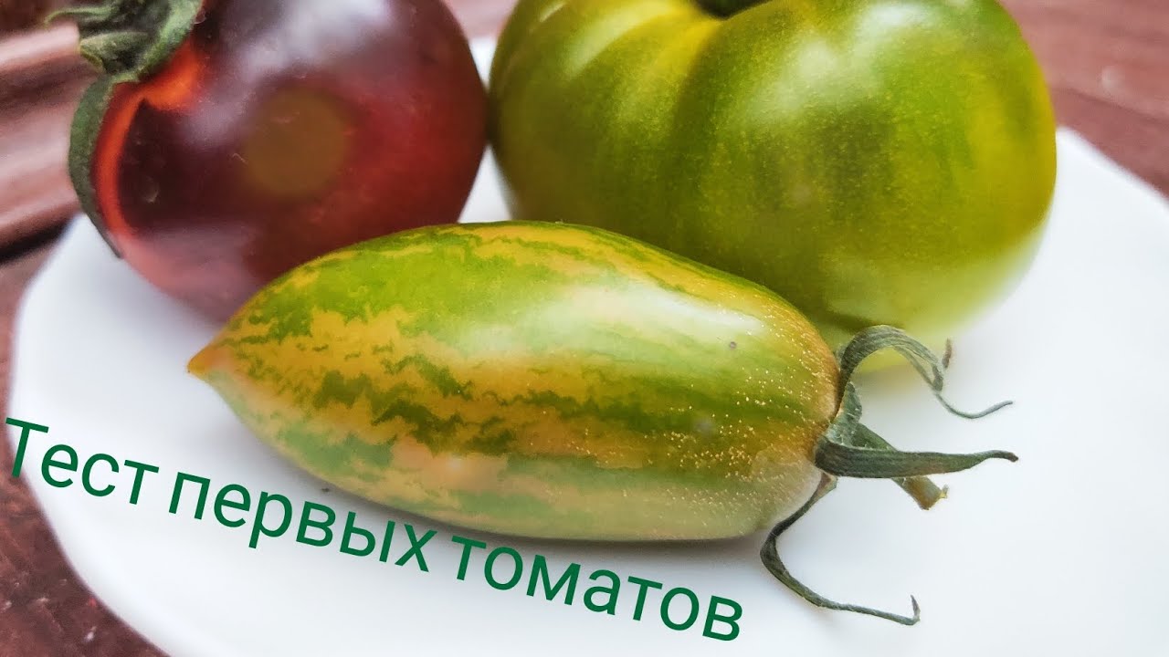 Дегустируем первые томаты. Уголёк, киви, счастливый тигр