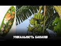 Банани: солодкі секрети та лікувальні чудеса